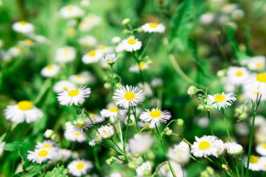 Yeşil çimenlerin arka planında papatya çayı. Çıplak kır çiçekleri