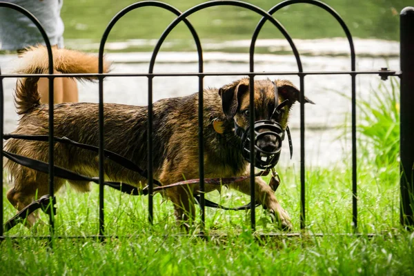 Dog with a muzzle behind an iron fence. Protection for the muzzle of the dog