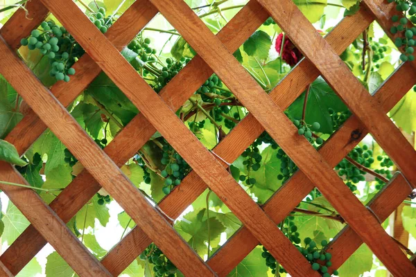 Fundo Madeira Com Uvas Verdes Prisão Uma Árvore — Fotografia de Stock