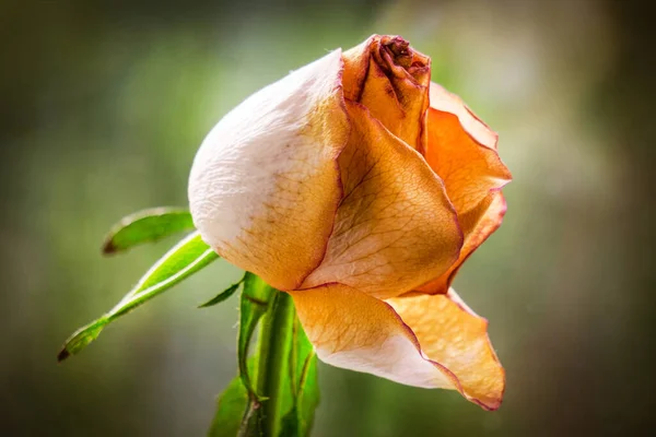 Sluggish Old Rose Flower Bud — Stock Photo, Image