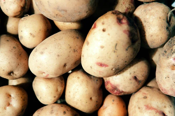 Fresh organic potatoes. Dug and unprocessed potatoes. Big potato close up