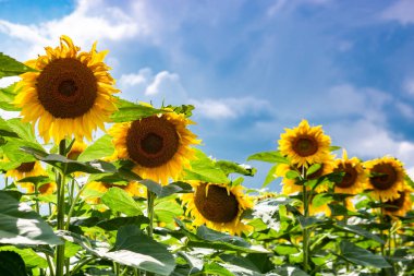 Bulutlu mavi gökyüzüne karşı ayçiçeği tarlası. Tarım. Güzel yaz manzarası