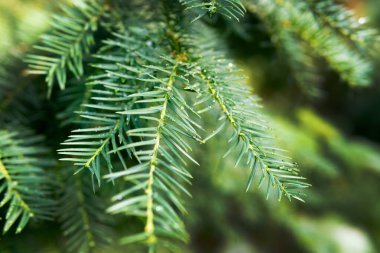 Yağmur yağdıktan sonra Noel ağacının iğnelerine su düşer. Makro. Güzel doğal arka plan. Kozalaklı dallar