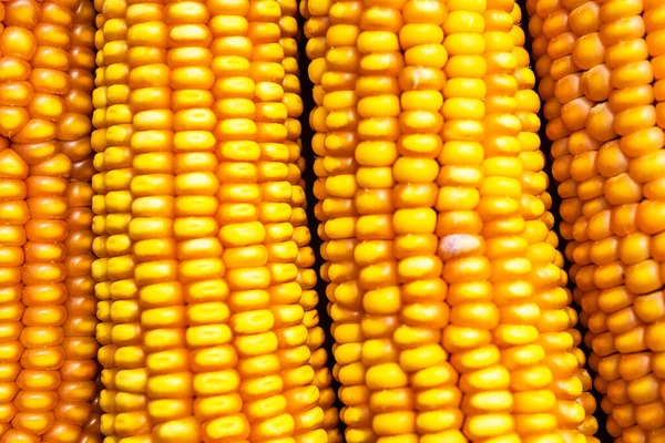 Fresh Corn Closeup Agricultural Products Bio Products — 图库照片