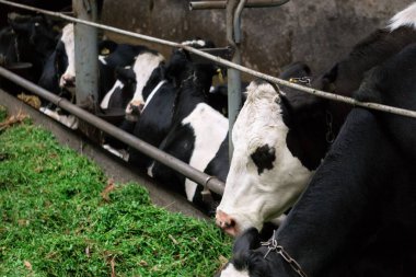 Süt çiftliği. Çiftlikteki birçok inek ot yer..