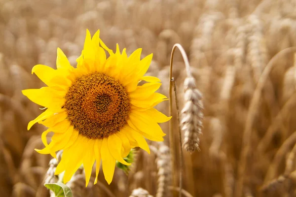 Sunflower Wheat Field Agriculture Beautiful Summer Landscape Stock Picture