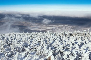 Dağlardaki kış ağaçları taze karla kaplıdır.