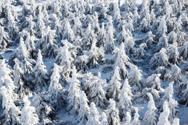 Bir sürü karlı köknar ağacı, üst manzara. Noel arkaplanı