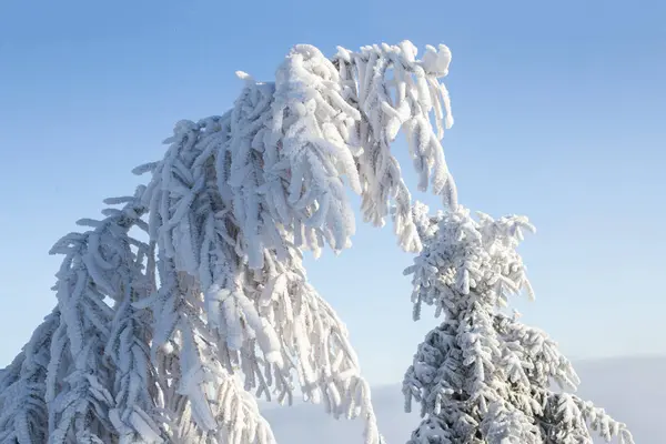 Piękny Zimowy Krajobraz Śniegiem Pokryte Drzewami Boże Narodzenie Tło — Zdjęcie stockowe