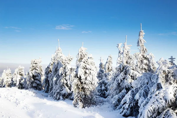 Piękny Zimowy Krajobraz Śniegiem Pokryte Drzewami Boże Narodzenie Tło — Zdjęcie stockowe