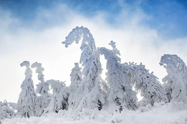 Sfondo Natalizio Con Abeti Innevati Bellissimo Paesaggio Invernale Alberi Natale — Foto Stock