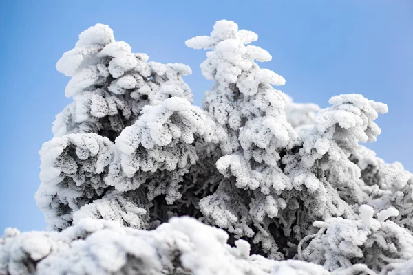 Рождественская Вечнозеленая Ель Свежим Снегом Белом Рождественский Фон — стоковое фото