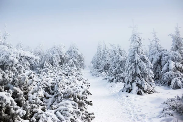 Vista Alberi Ricoperti Neve Attraverso Neve — Foto Stock