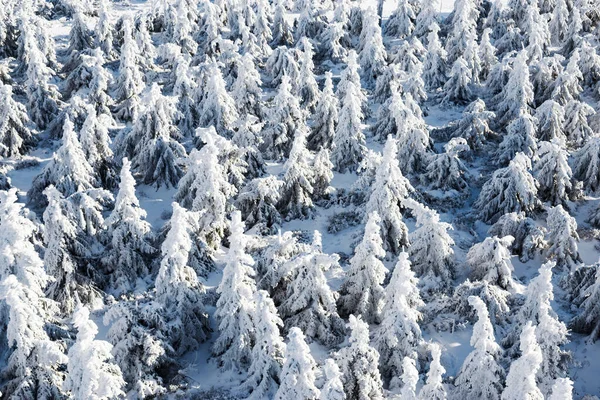 Dużo Śnieżnych Jodł Widok Góry Tło Świąteczne — Zdjęcie stockowe