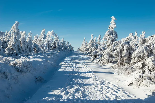 Ośnieżone Choinki Tle Błękitnego Nieba Boże Narodzenie Tło Zimowy Krajobraz — Zdjęcie stockowe