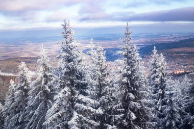 Noel arkaplanı, karlı köknar ağaçları, yeni yıl