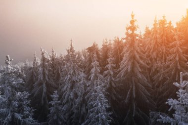 Noel arkaplanı, karlı köknar ağaçları, yeni yıl