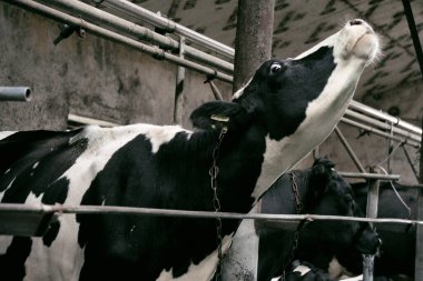 İnek yaklaş. Kırsal mandıra