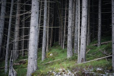 Orman geçmişi. Ormandaki ağaçların arasından güneş parlıyor.