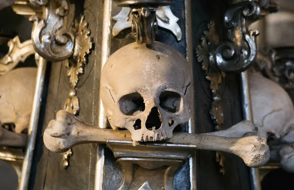 Real Human Skull Bones Death Man — Stock Photo, Image