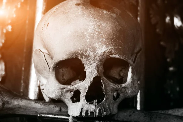 Real Human Skull Bones Death Man — Stock Photo, Image