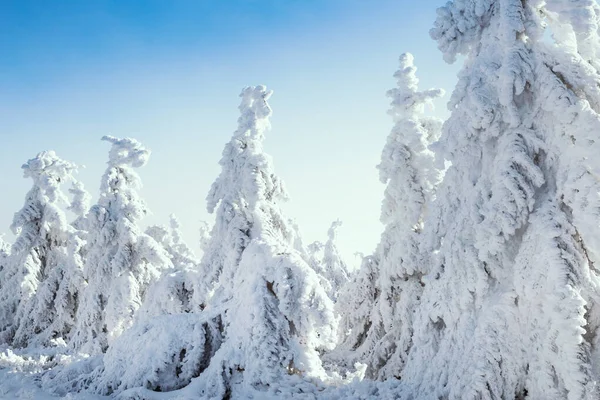 Floresta Inverno Com Árvores Natal Nevadas Nevoeiro Fundo — Fotografia de Stock