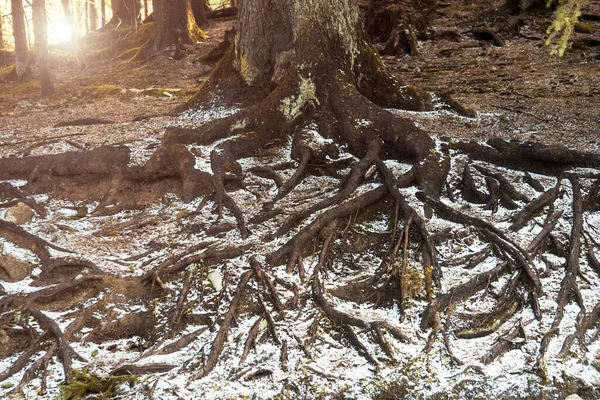 Big tree roots in the forest. Nature