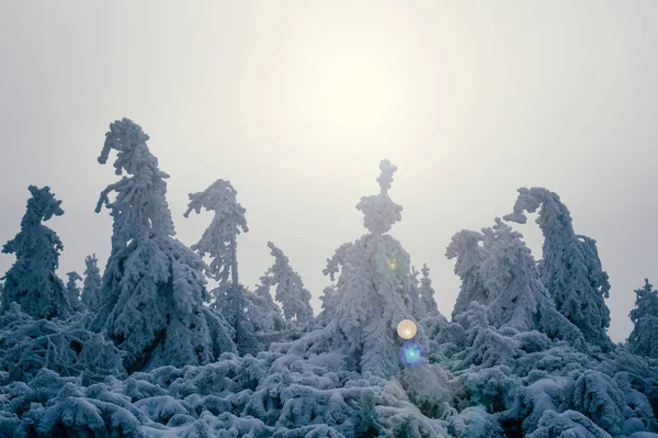 Albero Natale Nella Neve Sfondo Natalizio Neve Spessa Sugli Alberi — Foto Stock