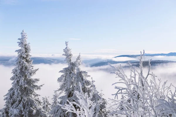 Choinka Śniegu Boże Narodzenie Tło Gęsty Śnieg Drzewach — Zdjęcie stockowe