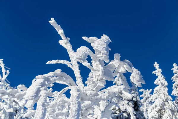 Albero Natale Nella Neve Sfondo Natalizio Neve Spessa Sugli Alberi — Foto Stock