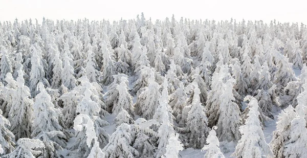 Árvores Inverno Montanhas Cobertas Neve Fresca — Fotografia de Stock