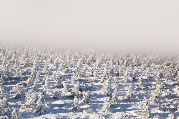 Vista Árvores Cobertas Neve Através Neve — Fotografia de Stock
