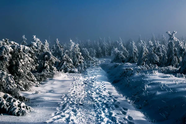 Foresta Notturna Innevata Molti Alberi Innevati Notte — Foto Stock