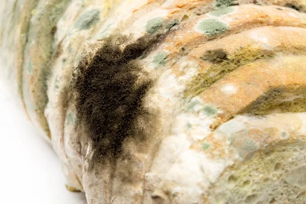 Black and green mold on bread, stale bread