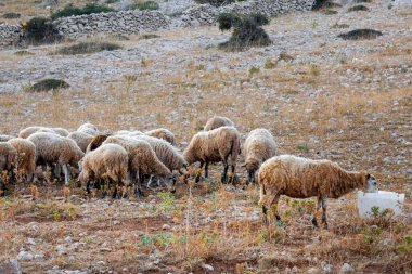 Otlayan dağ koyunlarıyla, kumlu dağlarla