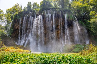 Yeşil bir ormanda şelale, güneşli bir günde yaz manzarası. Plitvice Gölleri, Hırvatistan