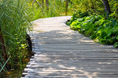 Botanik bahçesinin arasındaki tahta patika, gölün yanından geçiyor.