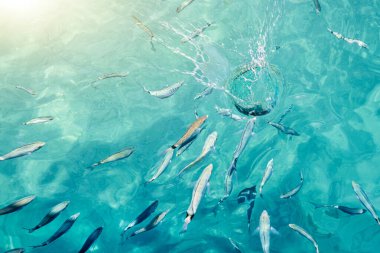 Şeffaf mavi sudan görülebilen balıklarla deniz suyu yüzeyinin üst görüntüsü, arka plan için deniz suyu yüzeyi
