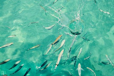 Turkuaz deniz suyunda yüzen balık sürüsü, dalgaların en üst görüntüsü ve deniz suyunda balık.
