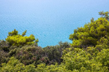 Mavi denizde sık yeşil ağaçlar. yaz deniz manzarası arkaplanı