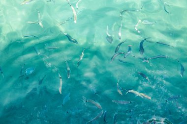 Mavi deniz suyu, üst manzara. Güneşten parlayan küçük deniz dalgaları, şeffaf deniz suyu.