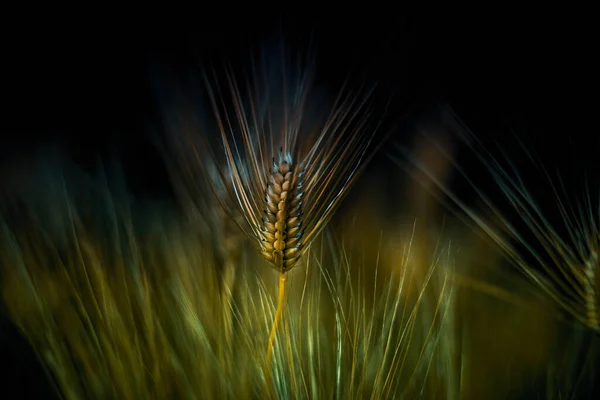 Arpa otları yalnızdır ama yine de tarlada parlar.