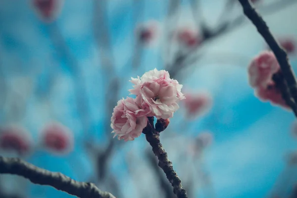 Kore Bulguksa Tapınağı 'nda ılık baharda güzel bir kiraz çiçeği.