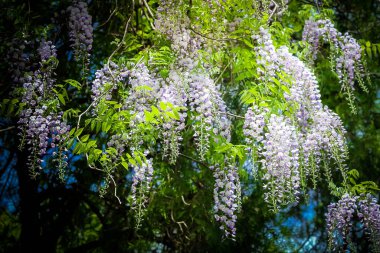 Kore 'nin Gyeongju kentindeki Bulguksa pagoda' da bahar aylarında çiçek açan Wisteria.