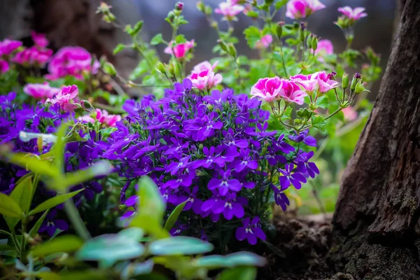 Viola Flettii baharda Kore 'nin Gyeongju kentindeki Bulguksa pagoda' da çiçek açıyor.