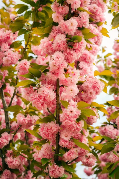 Kore 'nin Gyeongju kentindeki Bulguksa pagoda' da ilkbaharda çiçek açan güzel kiraz çiçekleri.