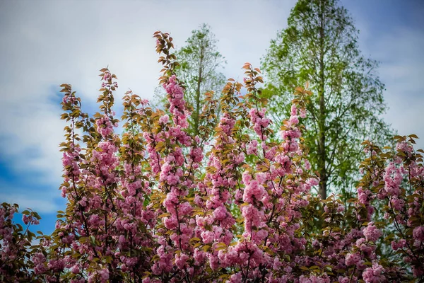 Kore 'nin Gyeongju kentindeki Bulguksa pagoda' da ilkbaharda çiçek açan güzel kiraz çiçekleri.