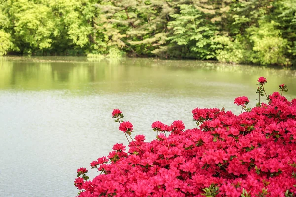 Rhododendron simsii Planch baharda Kore 'nin Gyeongju kentindeki Bulguksa pagoda' da çiçek açacak.