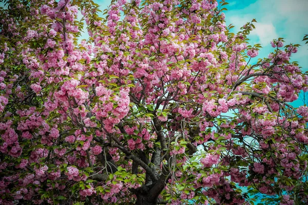 Kore 'nin Gyeongju kentindeki Bulguksa pagoda' da ilkbaharda çiçek açan güzel kiraz çiçekleri.
