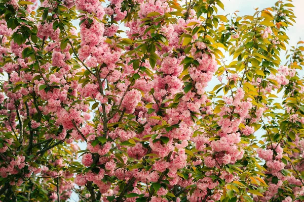 Kore 'nin Gyeongju kentindeki Bulguksa pagoda' da ilkbaharda çiçek açan güzel kiraz çiçekleri.